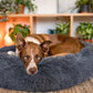 Calming Donut Dog Bed – Orthopedic Washable Pet Sofa